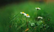 什么生肖旺老虎财运(属虎的和什么属相财运最旺)