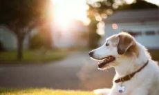 1994年属狗为什么本命年会不顺(94年属狗本命年)