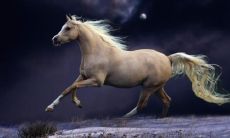 2023属马的人运势怎么样(属狗2023年的运势怎么样)