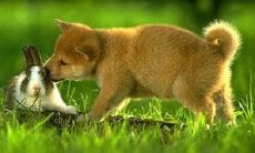 70年属狗人今年婚姻如何(70年属狗50岁婚姻)