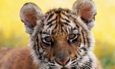 属虎姓王取什么名字女(虎女取名大全)