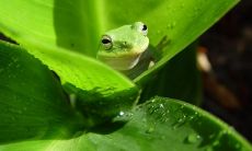 梦见死去的人养了很多猪(梦见去世爸爸养猪是什么预兆)