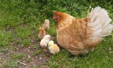 梦见画出来的马周公解梦(怎么查星座的星盘)