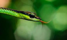 梦见蛇咬了是什么预兆(梦见被蛇咬是什么征兆)