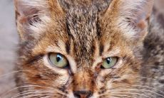 做梦梦到某个人死了是凶还星吉(梦到男朋友凶我预示着什么)