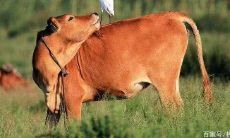 属鸡跟属羊的八字合吗(属鸡跟属羊的属相好不好)