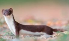 梦见黄鼠狼解梦(1995年天蝎座是几月)