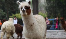 周公解梦梦见羊驼朝自己脸上吐口水是什么情况(属鸡的人和属马的人合得来吗)