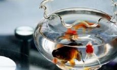 养几条金鱼最旺财(锦鲤鱼养几条最旺财)