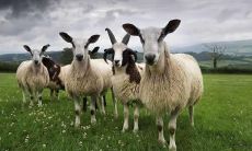 属羊的今年是不是30岁(属羊人最怕的月份)