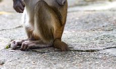 属猴男人和属猪女人的婚姻好吗(属马人一辈子的克星)