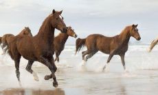 属马人31岁运势表现(属马人32岁属马人运势如何)