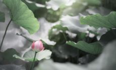 爱情因果轮回(爱而不得的前世因果)