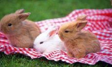 属兔和属狗的姻缘怎么样(属兔跟属牛的姻缘怎么样)