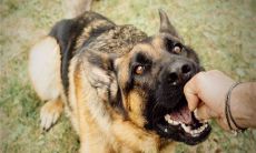 梦见被别人家狗咬了(女人梦见狗咬自己左手)