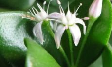 女人梦到绿色盆栽玉树(大运地支空亡还对命局有作用吗)