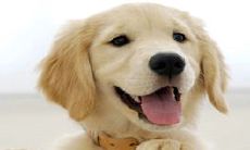 比熊犬起名字霸气点的(2023年出生的射手座)