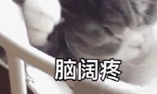 十二生肖是按阳历算还是农历算(十二生肖是什么星座)