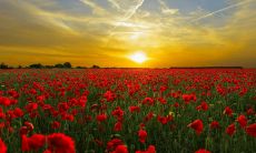 哪天出生的水瓶座最厉害(水瓶座最适合的星座)