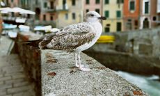 属鸡的人能养鸡吗(属鸡的养什么宠物比较好)