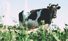 属牛的生到四月好吗(属牛阳历四月出生好吗)