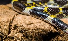 孕妇梦到蛇咬到自己了是什么寓意(梦到让蛇咬是什么意思)