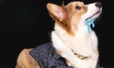 梦见大黑狗咬住手不放但不疼(女人梦见狗咬手是吉兆)