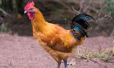 属鸡年龄对照表大全(属龙年龄对照表)