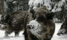 做梦梦见了两只黑猪咋解梦(做梦梦见蛇是什么征兆)