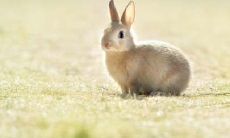 属兔的6月出生好不好(六月属兔的人命运如何)