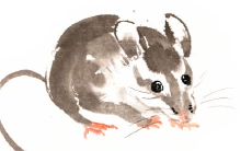 属羊男和属鼠女的婚配吗(1991年属羊男和属鼠女合适吗)