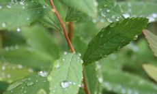 童子命格的八字是什么(八字阴阳平衡是童子命)