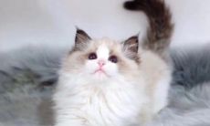 猫取名字洋气的带一字(猫取名字洋气的)