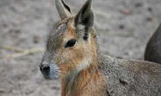 属兔的后代如何(属兔人的后半生命运)