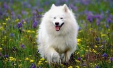 94年属狗是什么年(1994年属狗是什么狗)