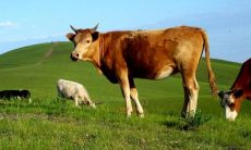 63岁属猪是本命年吗(属猪48岁本命年很可怕)