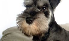 十二星座喜欢什么狗(十二星座的幸运颜色)