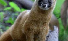 打了黄大仙会怎么样(救了黄大仙会怎么样)