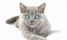 做梦梦到猫咬自己是什么意思(晚上梦见猫咬我什么预兆)