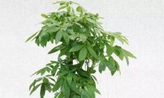 招财树叶子上有枯痕(招财树叶子枯萎怎么处理怎么补救)