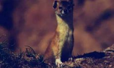 黄大仙和黄鼠狼有什么关系(黄大仙在道教地位)