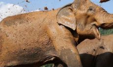 风水中大象代表什么(大象对风水有什么意义)