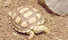 养乌龟风水学(属虎五月份是什么命)