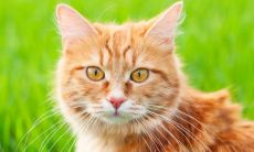 怎么样给猫起名字(梓字取名的寓意)