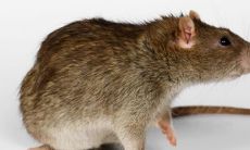 梦见老鼠周公解梦(梦里梦见老鼠是什么预兆)