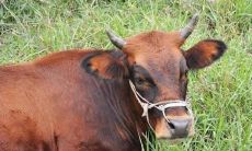 今年牛年本命年运气怎么样(属牛本命年财运怎么样)