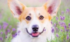 1994年出生属狗人的命运(属狗什么时辰出生富贵)