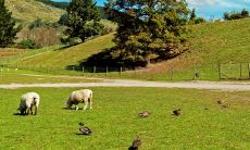 属羊和属羊的婚姻怎么样合得来吗(属羊跟属鼠的合不合)