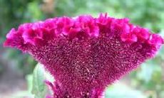 邢台苗王庄算卦先生(邢台临城算卦准的地方)