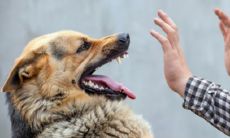 女人梦见狗把手咬破了周公解梦(做梦梦见狗把手咬破了)